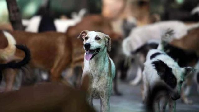 Greater Punishments Were Called for for Killing Shooting Dogs in SC