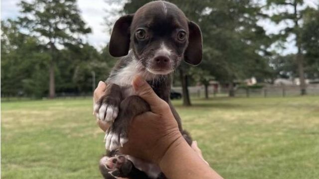 Meet Parmigiano The Adorable Chihuahua Puppy Searching for a Forever Home