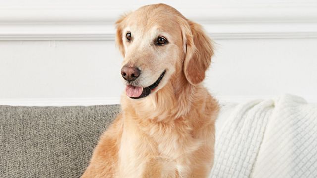 Meet the Friendly and Playful Young Dog Who Wants to Be Loved