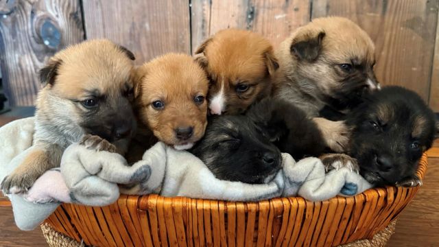 Officials Launch Search for Man After Puppies Found Abandoned in Milk Crate Outside PA Police Station