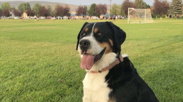 Texas Man Arrested for Allegedly Stealing and Killing Neighbors' Dogs