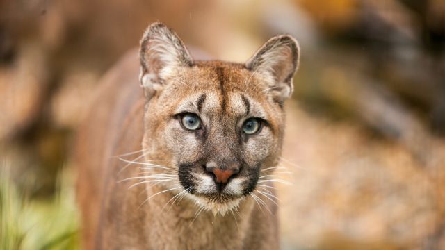 The City in California Where People and Mountain Lions Live Together