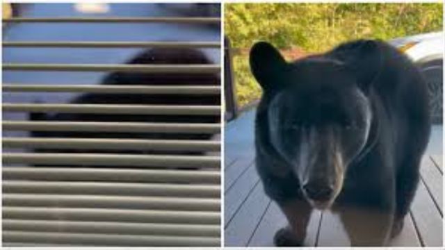 There is a Black Bear Eating Breakfast in the House of an Alabama Family in Tennessee