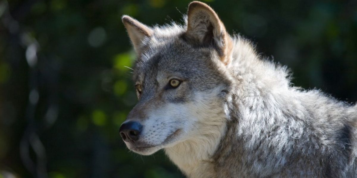 Durango Organization Announces $50,000 Reward to Help End Wolf Poaching