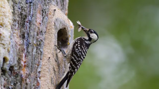 Woodpeckers Are Doing Well in Georgia Threatened Species Gets Better with Human Help