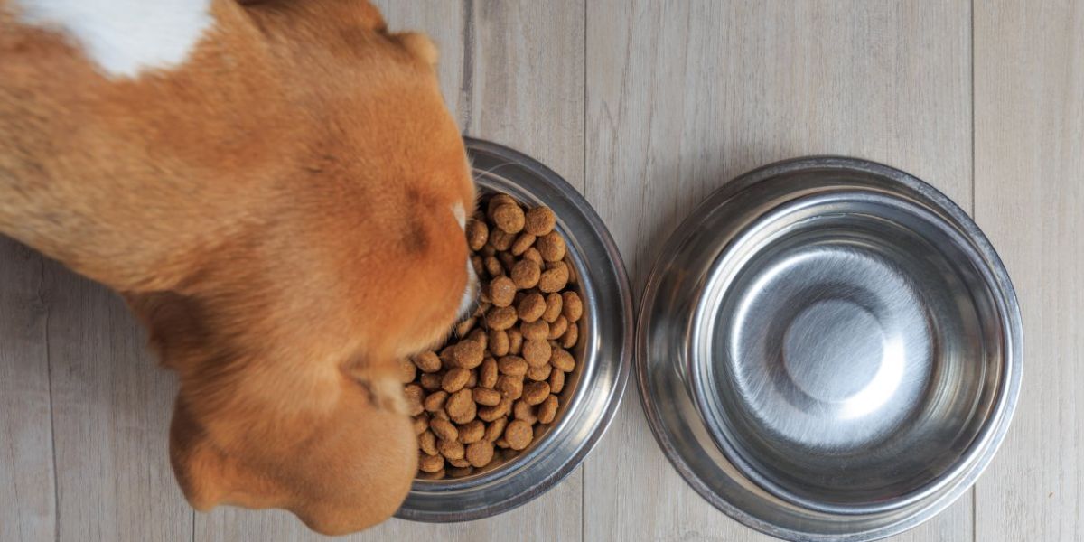 7 States Affected by Dog Food Recall, Pet Owners Urged to Check Supplies