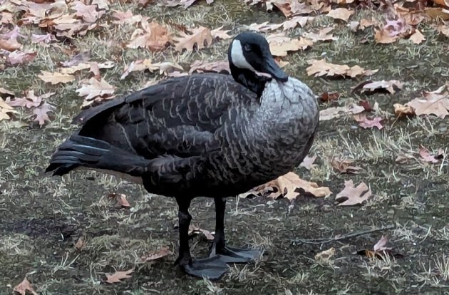 Oil Spill in Boston’s Muddy River Leaves Animals Coated in Oil