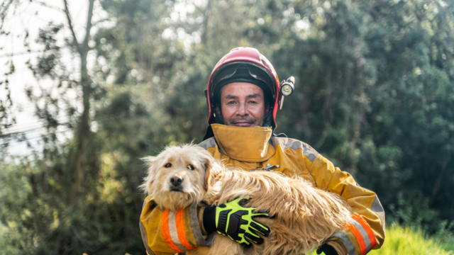 California Updates Pet Feeder Laws: How It Affects You and Your Pets