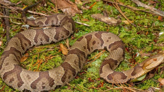 Danger Zones: Snake-Infested Areas in Virginia You Need to Avoid