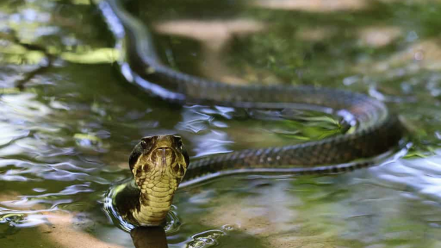 Indiana’s Deadliest Lakes: 4 Snake-Infested Waters to Avoid at All Costs