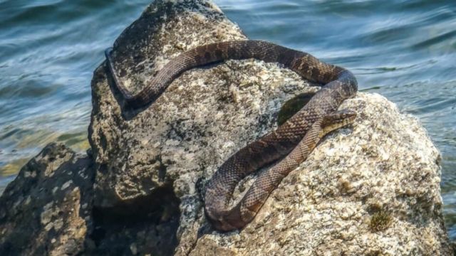 Virginia’s Deadliest Snake Hotspots and Areas to Avoid