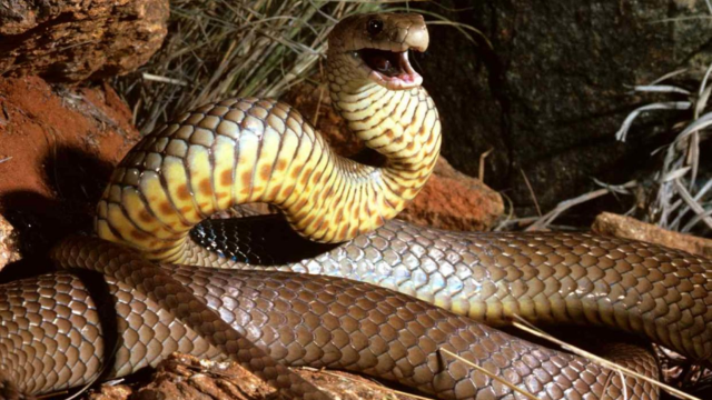 North Dakota’s 5 Most Snake-Infested Lakes: Enter at Your Own Risk!