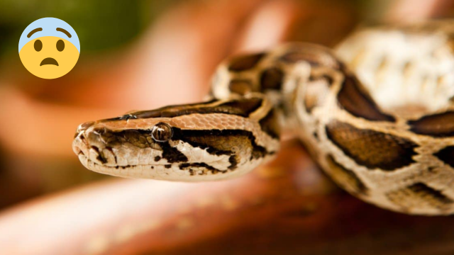 Snake-Filled Lakes in Texas: What You Should Know!