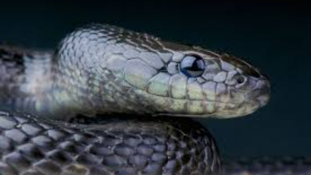 These Snake-Infested Lakes in Washington Will Make You Question Going Near Water!