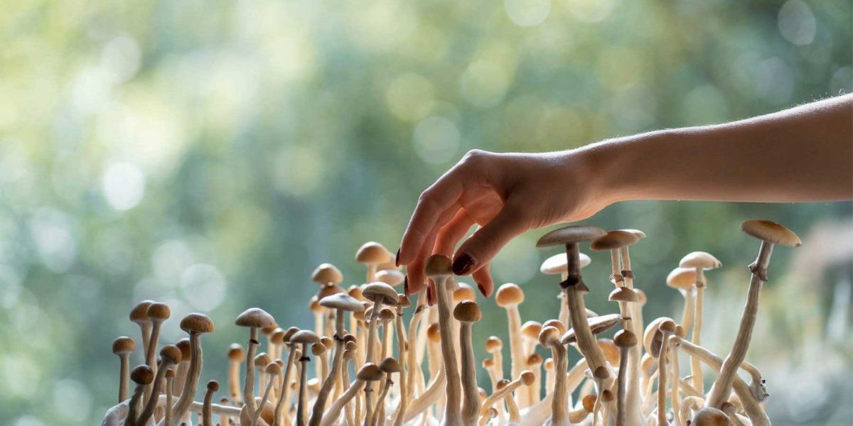 California’s Magic Mushroom Laws What’s Legal and What’s Not in 2025