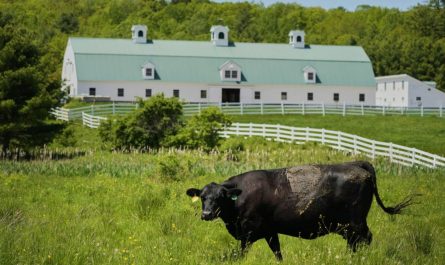 OSHA Launches Probe After Six Workers Die in Colorado Dairy