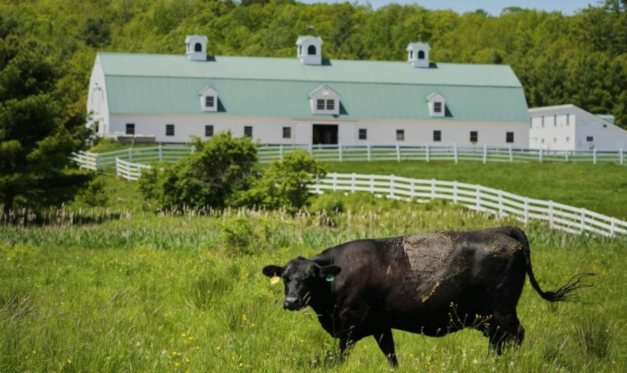OSHA Launches Probe After Six Workers Die in Colorado Dairy