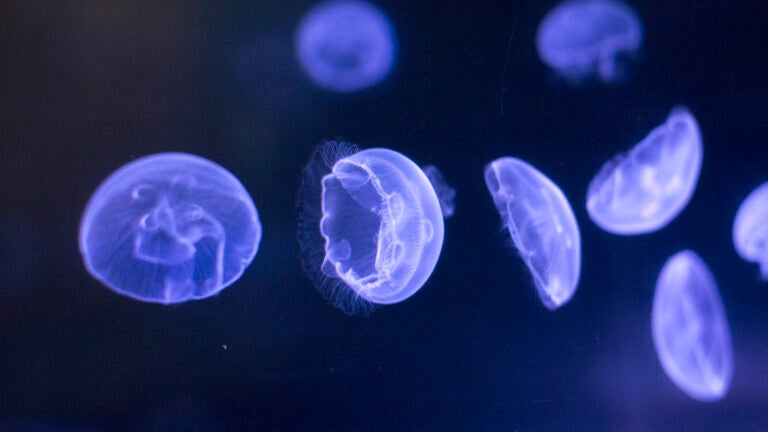 The mystery of the jellyfish that stings people on Cape Cod, and nowhere else
