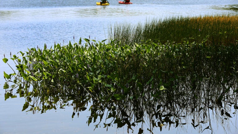 Woman shot while walking her dog near Mass. pond