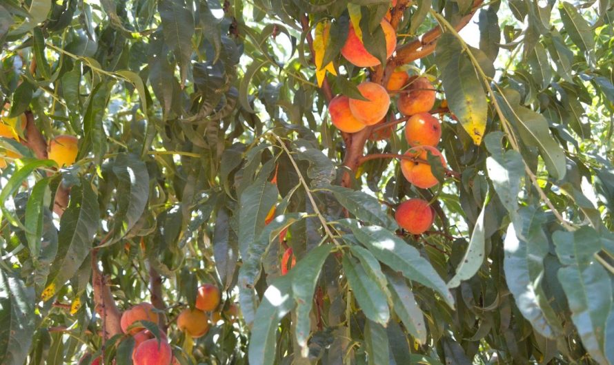 Fewer bushels, more pecks: North Texas peach growers face limited harvest, high demand