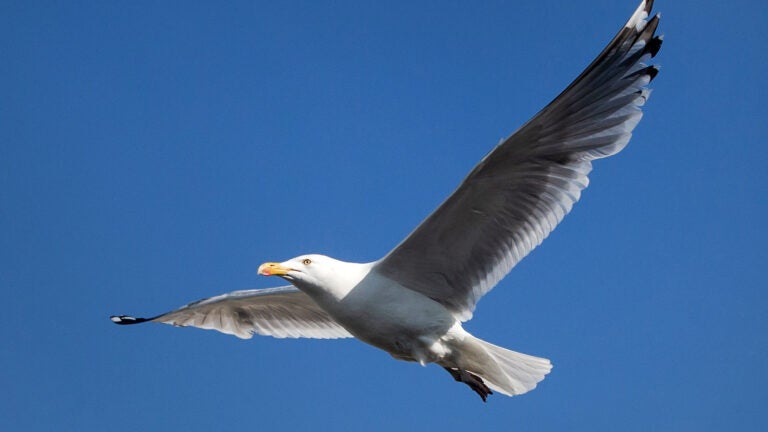 Marauding seagull is now a celebrity (and social media star) in Connecticut