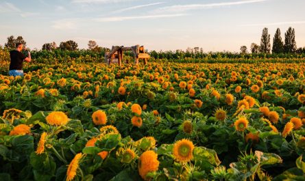 Chelmsford Sunflower Festival 2025 Dates, Attractions, and Visitor Information