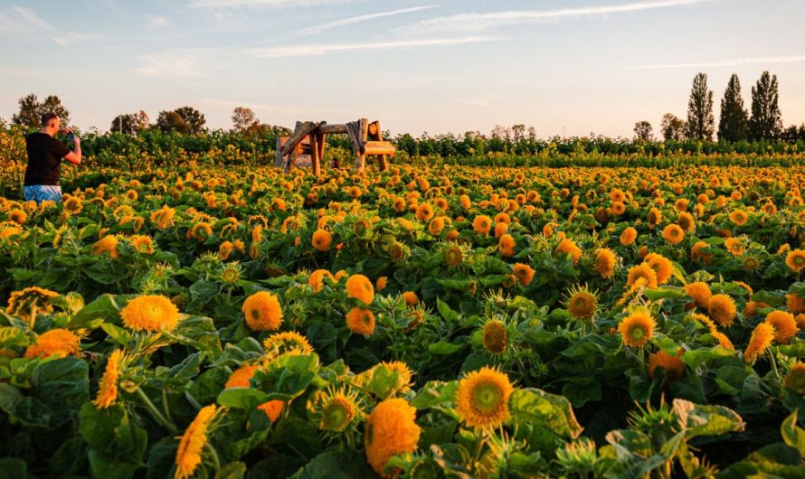 Chelmsford Sunflower Festival 2025: Dates, Attractions, and Visitor Information