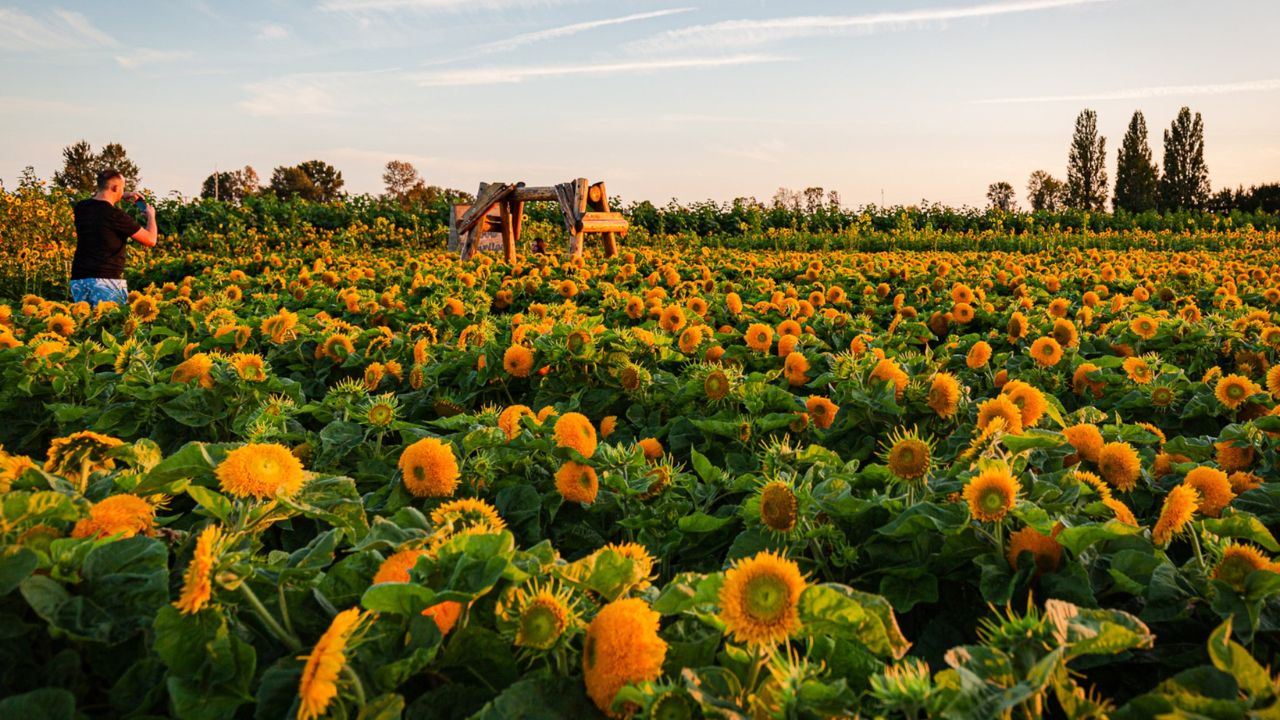 Chelmsford Sunflower Festival 2025 Dates, Attractions, and Visitor Information
