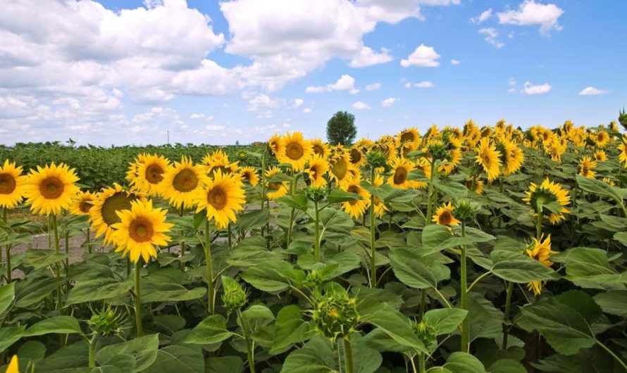 Chelmsford Sunflower Festival 2025: Full Schedule, Admission, and Family Fun
