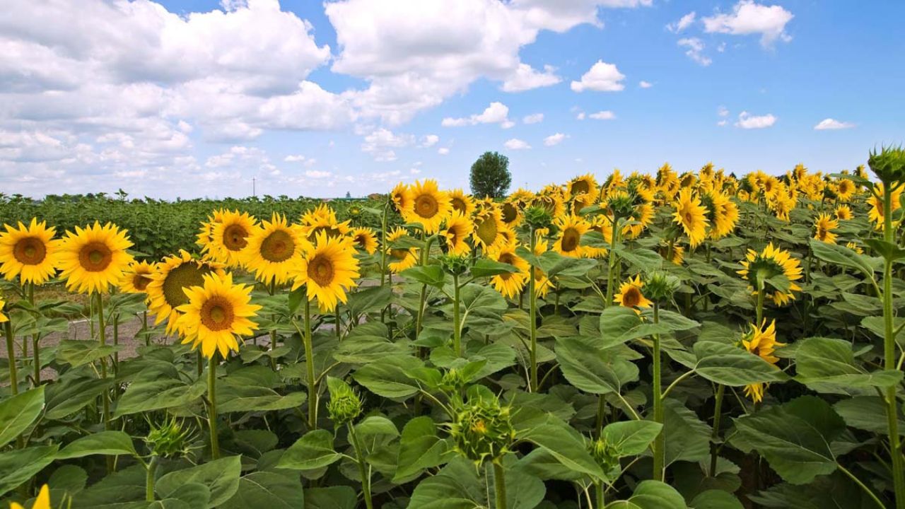 Chelmsford Sunflower Festival 2025 Full Schedule, Admission, and Family Fun