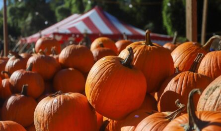Cookeville Great Pumpkin Festival and Fair 2025 Full Schedule, Admission Info, and Events