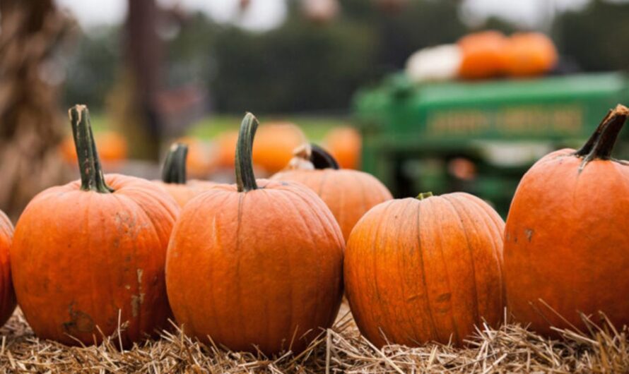 Evans City Pumpkin Fest and Fair 2025: Full Schedule, Admission Info, and Grandstand Events