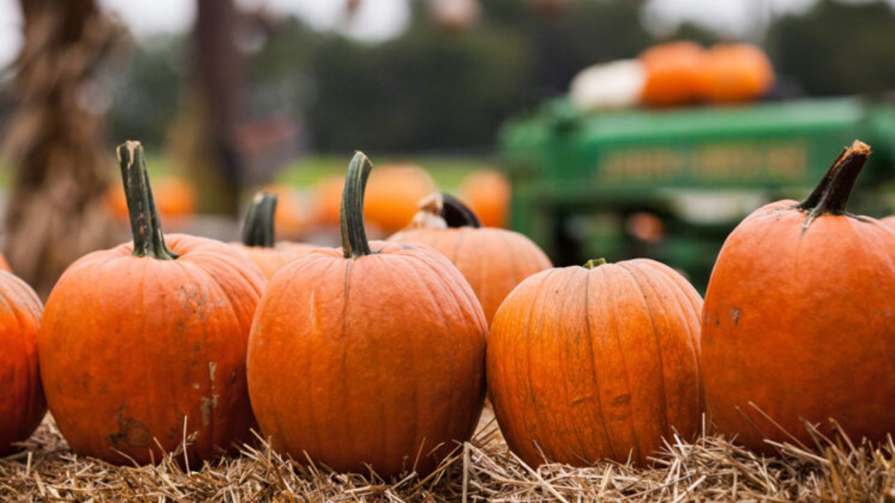 Evans City Pumpkin Fest and Fair 2025 Full Schedule, Admission Info, and Grandstand Events