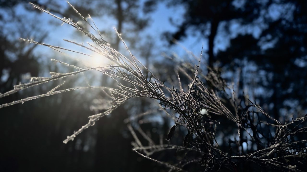 Freeze Warning Issued as Five States Face Near-Freezing Temperatures (1)