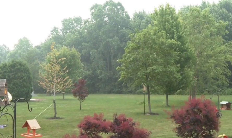 Health Alerts Issued for Children Across Six States Amid Wildfire Smoke