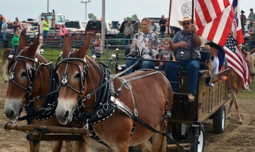 Kahoka Mule Festival 2025: Schedule, Entertainment, and Attractions in Missouri