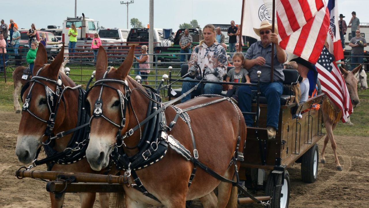 Kahoka Mule Festival 2025 Schedule, Entertainment, and Attractions in Missouri
