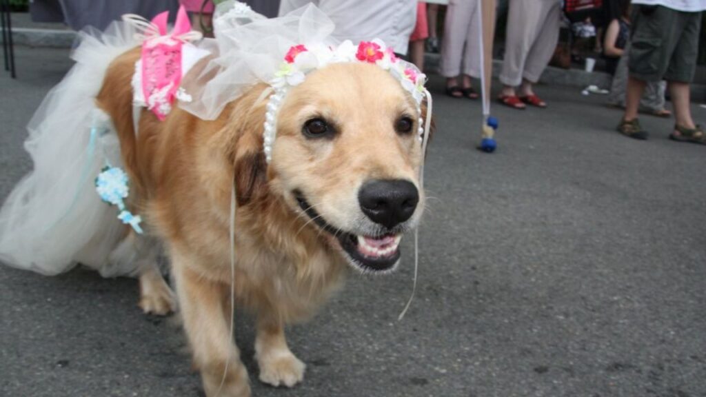 Sandwich Fest and Street Fair 2025 Full Schedule, Admission Info, and Grandstand Events (1)