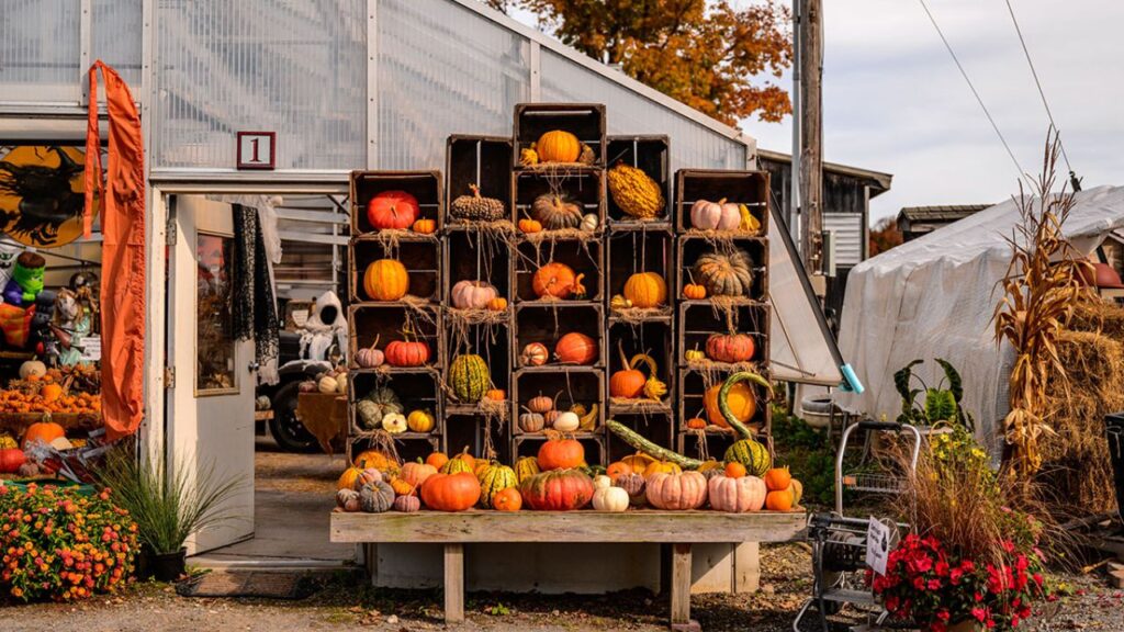 Arlington Fall Festival 2025 Full Schedule, Admission Info, and Grandstand Events