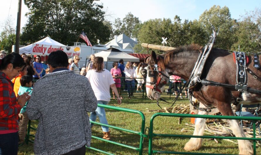 Boll Weevil Fall Festival 2025: Full Schedule, Admission Info, and Grandstand Events and Rodeos