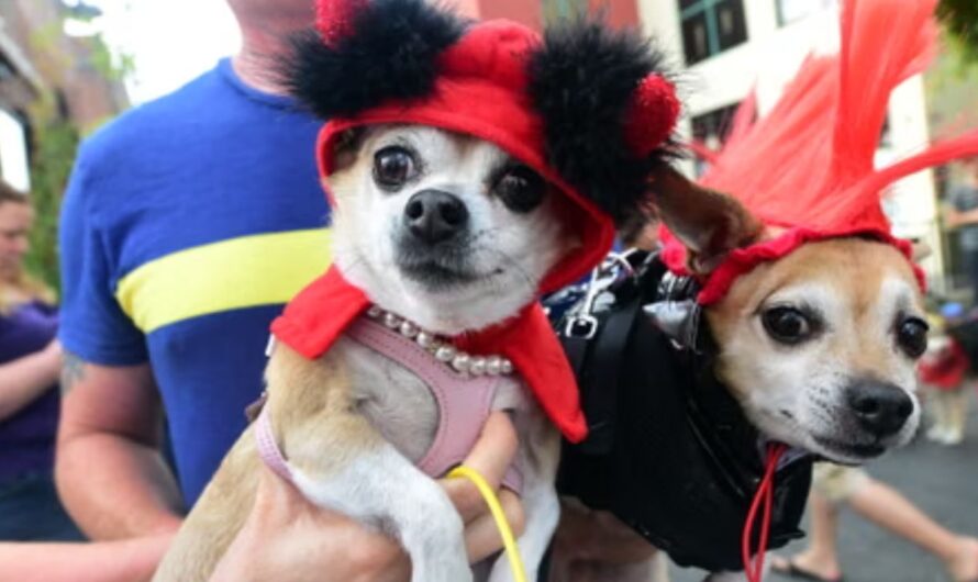 Caldwell Dogtoberfest 2025: Full Schedule, Activities, Rides, and Entertainment