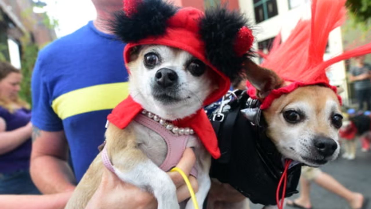 Caldwell Dogtoberfest 2025 Full Schedule, Activities, Rides, and Entertainment (1)