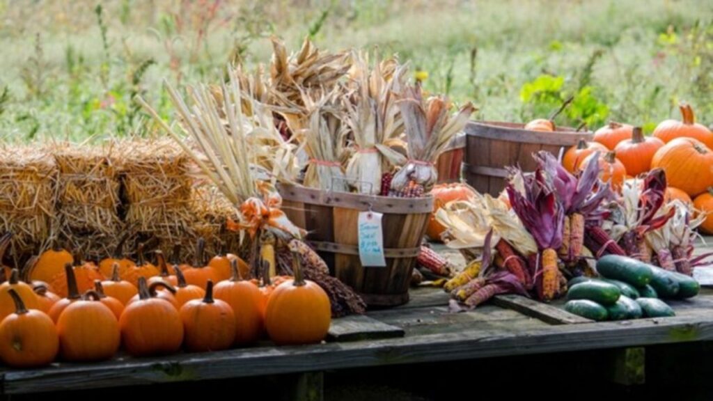 Chino Valley Harvest Festival 2025 Full Schedule, Admission Info, Competitions and Grandstand Events (1)