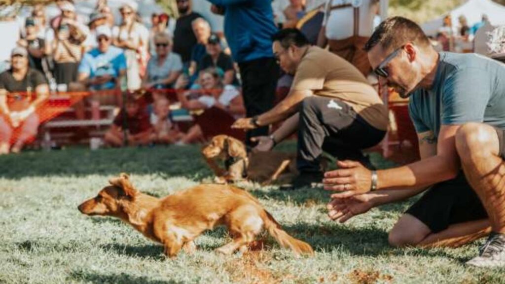 Galena Country Fair 2025 Full Schedule, Admission Info, Grandstand Events and Rodeos