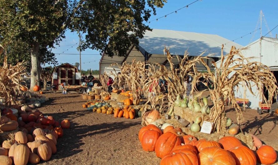 Merced County Halloween Calendar 2025: Best Events and Pumpkin Patches