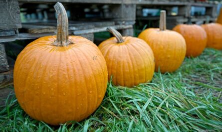 Halloween Events in Massachusetts and New Hampshire Moved Due to Coastal Storm