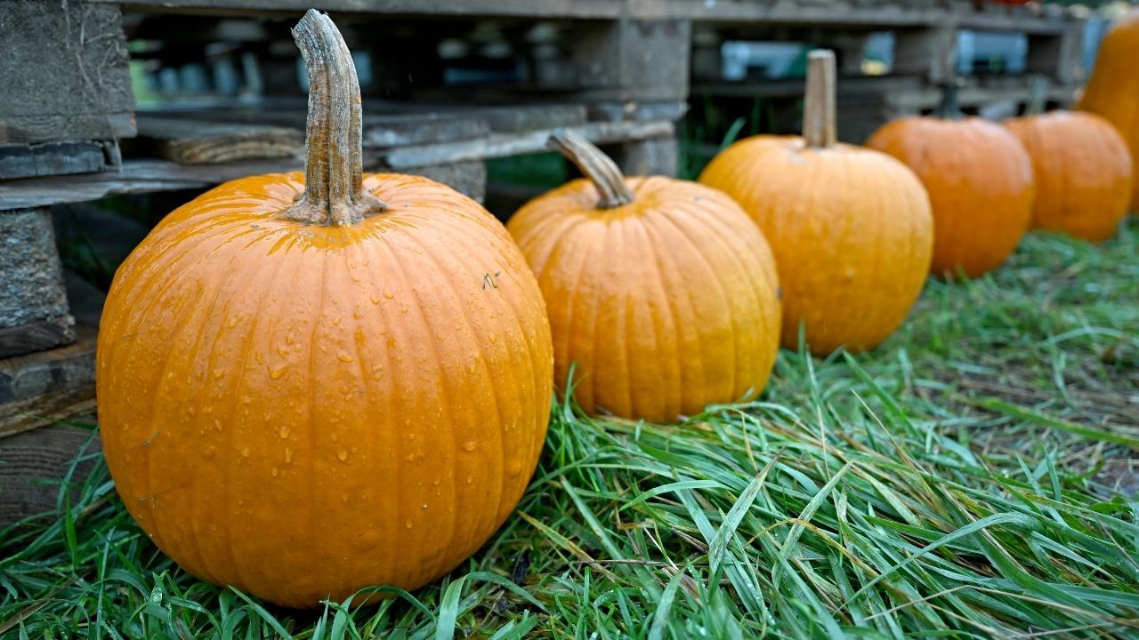 Halloween Events in Massachusetts and New Hampshire Moved Due to Coastal Storm