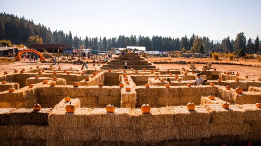 Harrison Pumpkin Festival 2025 Rides, Games, Crafts, and Seasonal Treats