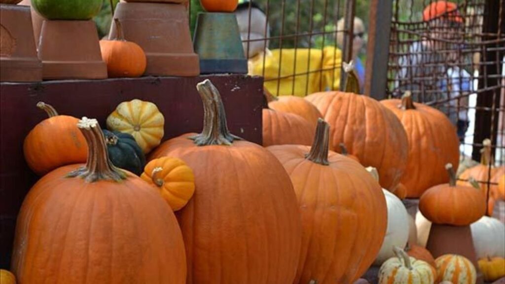 Johns Island Harvest Festival in Florida 2025 Food, Rides, and Entertainment Details (1)