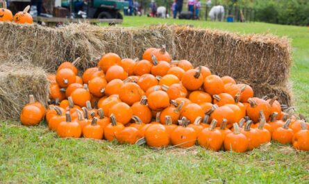 Lansing Fall Festival and Fair 2025 Full Schedule, Admission Info, and Grandstand Events and Rodeos